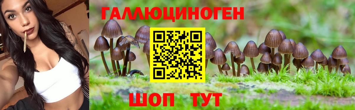 Псилоцибиновые грибы Psilocybe Конаково